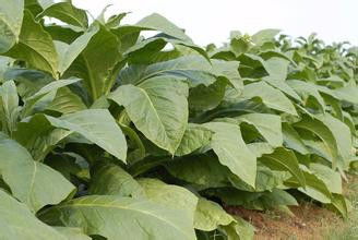 植物养护与生态保护