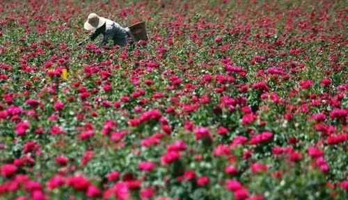 第五步：施肥要适时