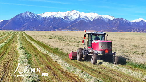 黑麦草：温带地区的快速生长者
