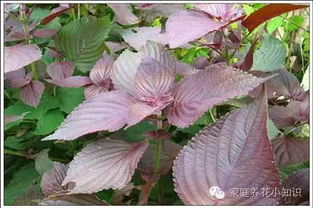 播种步骤：简单又有趣