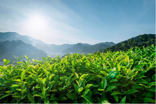 揭秘广东梅州茶油产业基地：一触即发的茶油苗开膜秘诀！