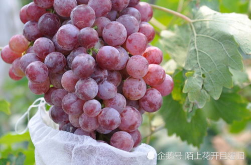 葡萄套袋代森锰锌的作用是什么？为什么葡萄种植要使用这种套袋方法？