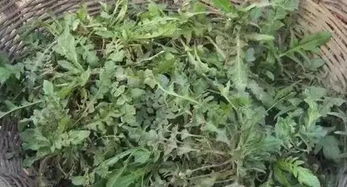 一、耐旱又高产的蔬菜，你选对了吗？