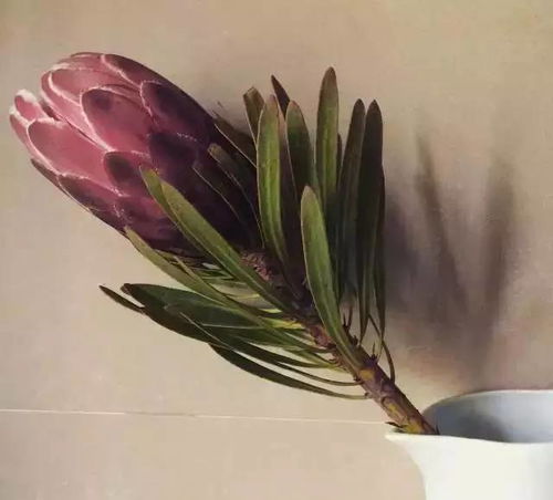 如何制作帝王花干花？有哪些步骤和技巧需要注意