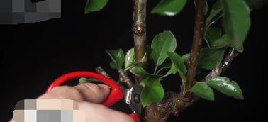 盆栽果树矮化技巧，如何轻松实现