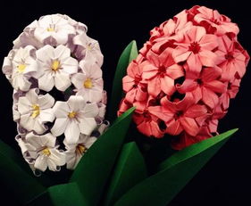 风信子花开时它所传递的新生希望