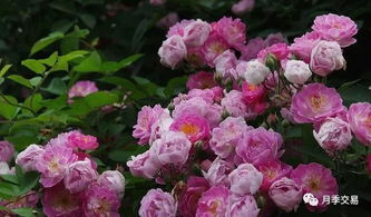 月季浇水，这些情况要注意