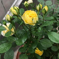 科幻月季的品种介绍