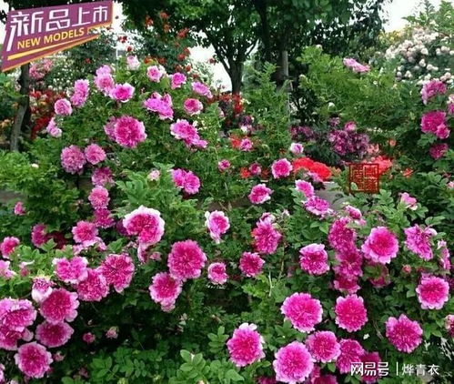 4、 碧翠丝月季