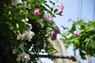 夏天落叶的原因：高温和强光