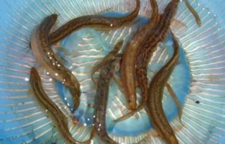 泥鳅越冬管理需注意水温、氧气、饲料和水质等问题