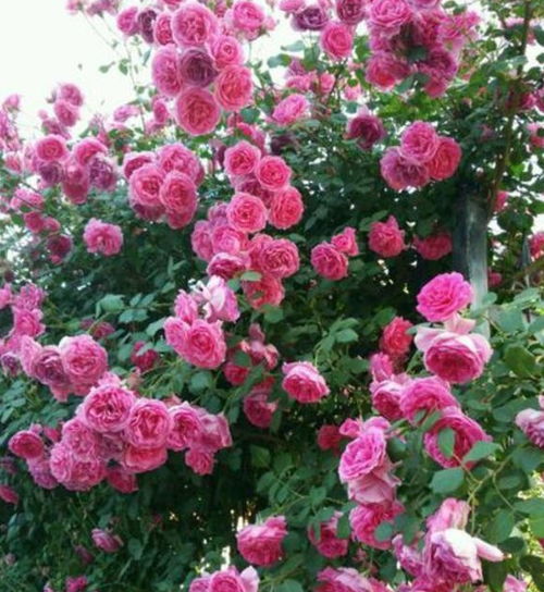 延长月季花季的秘诀