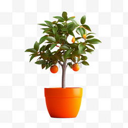 盆栽造型入门指南：像画家一样描绘你的小世界