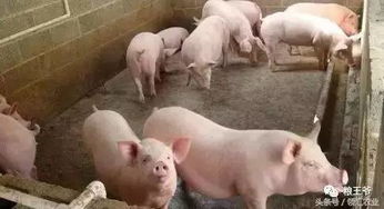 养猪四大忌：病、食、舍、繁