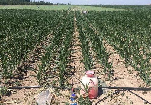 晴天喷洒， 注意时间