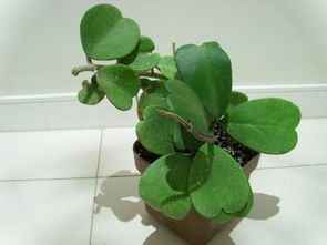 锦葵的生长习性和分布