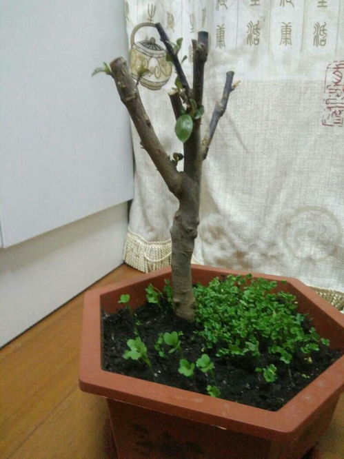 不同品种，开花各有不同