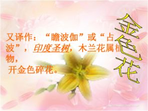 金色花适合送谁？不同寓意解读