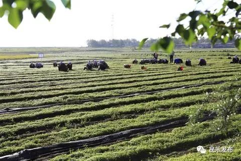 当归种植适宜地：海拔适宜、土壤肥沃、气候温和地区