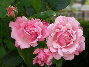 月季花的魅力：揭秘十大名贵月季品种