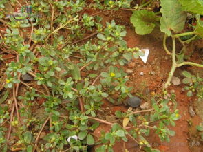 叶尖发黄：检查空调直吹