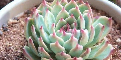 多肉植物贵族冰晶掌， 位居十大蕞贵多肉