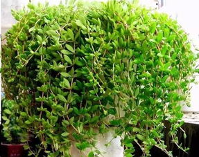 垂盆草：别称繁多， 药用价值高