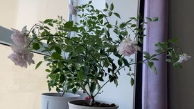 优点三：植株长势好