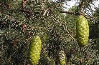 五叶松， 一种古老而珍贵的树种