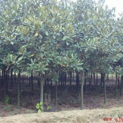 广玉兰苗木栽培，关键要点大揭秘！