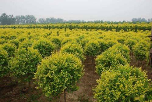 苗木市场的转型，丛生苗木为何成去库存的“利器”？