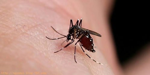 菜园蚊子多，喷什么农药既平安又有效？