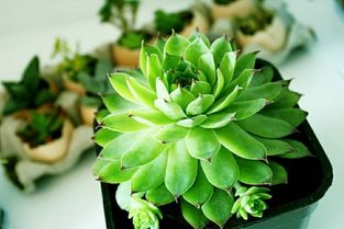 多肉植物的种植季节揭秘