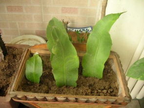 哪些植物天生适合室内扦插