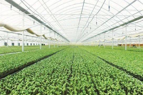 淮安特有蔬菜综述