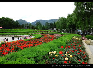 月季园的布局与设计