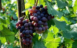 生物防治：让益虫来帮忙