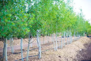 真实可靠的苗木，你堪到了吗？