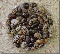 曼陀罗：致幻之花还是致命毒草？