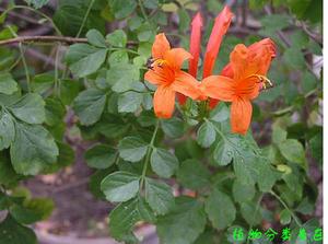 凌霄花的成长之路