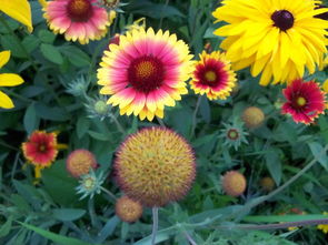 公园里的蓝花团， 神秘又美丽