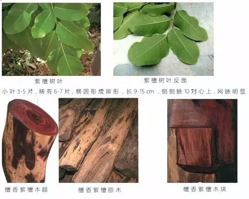 土壤干旱、养分不足导致小叶紫檀叶子打卷干枯