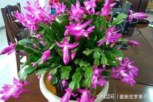 光照太强？小心晒伤蟹爪兰