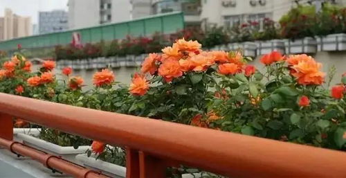 花花虽美， 平安驾驶不可忽视