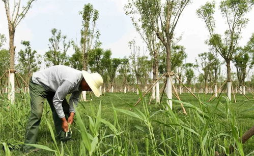 增施基肥， 为冬季Zuo好准备