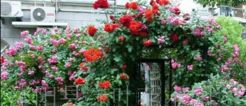 我国月季分类研究现状