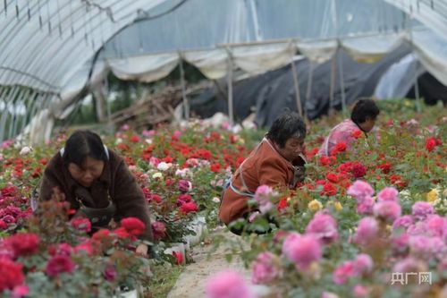 月季品种的选择：百花争艳， 各显神通