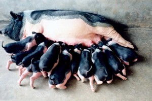 如何通过观察猪的分泌物来辨别猪泪斑和眼屎，进而诊断猪病？