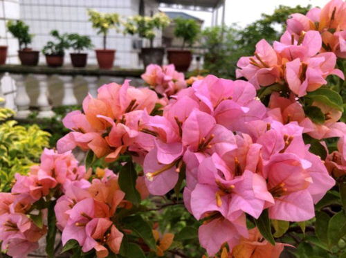 三角梅，网红花卉也有致命缺陷