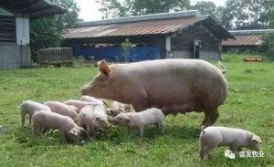 母猪分娩管理：确保母仔安全